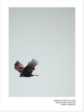 Load image into Gallery viewer, &quot;Flight&quot; by Ramiro Pianarosa
